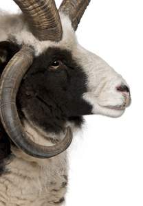 特写多角雅各布 ram，绵羊的白羊座