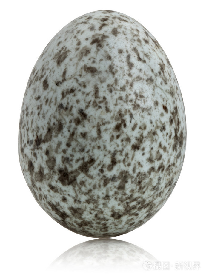 麻雀蛋学名在白色背景前