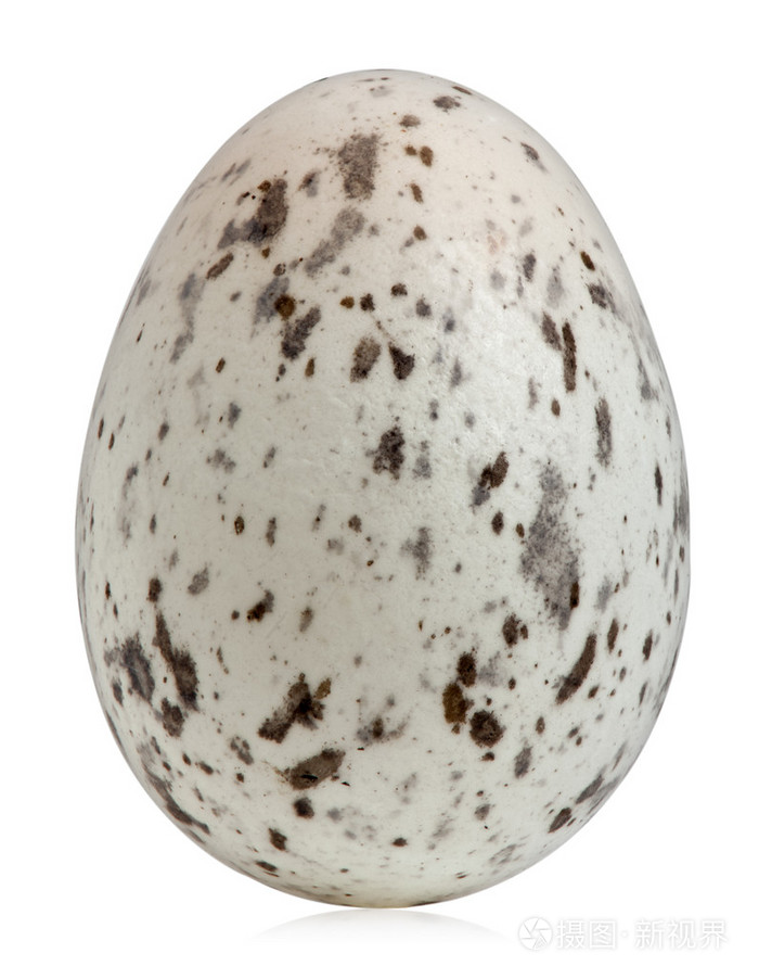 麻雀蛋,学名,在白色背景前
