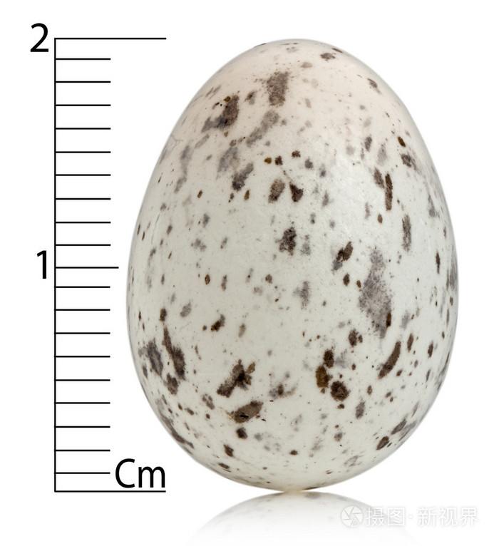 麻雀蛋学名与厘米在白色背景前