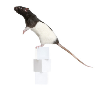 花式的老鼠 1 岁站在前面的白色背景框