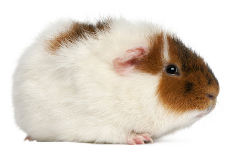 泰迪豚鼠，9 个月大，在白色背景前