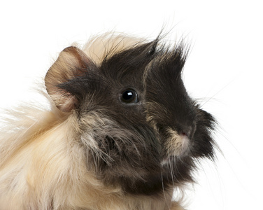 年轻秘鲁豚鼠，6 个月大，在白色背景前