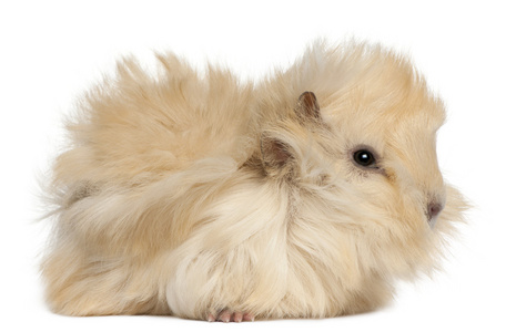 年轻秘鲁豚鼠，旧的在白色背景前的 2 个月