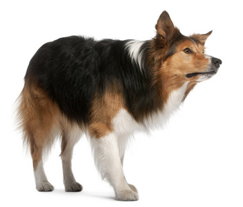 男性边境牧羊犬,3 岁,站在白背照片