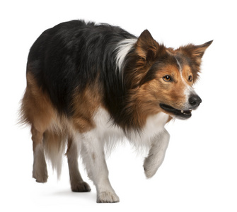 男性边境牧羊犬,3 岁,站在白背照片