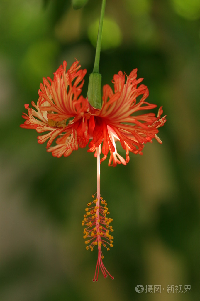 芙蓉花