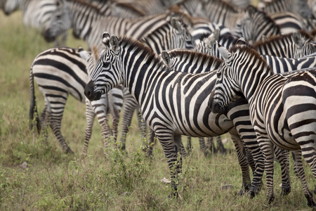 塞伦盖蒂国家公园，坦桑尼亚，非洲斑马