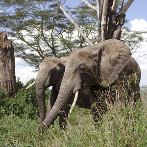 在塞伦盖蒂国家公园，坦桑尼亚，非洲大象