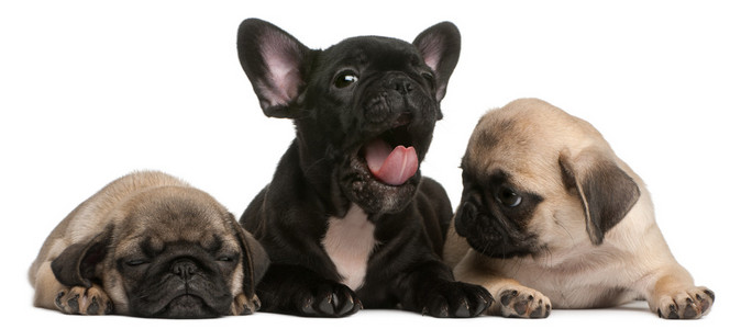 法国斗牛犬小狗之间两个八哥犬幼犬，8 周老，在白色背景前打呵欠