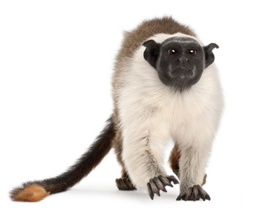斑狨猴 saguinus 双色，4 岁，在白色背景前