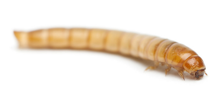 mehlwurmmealworm,黄粉虫,在白色背景前的幼虫照片