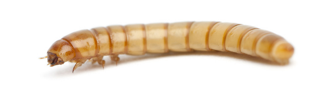 mealworm，黄粉虫，在白色背景前的幼虫