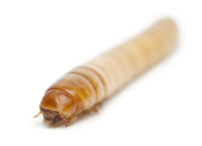 mealworm，黄粉虫，在白色背景前的幼虫