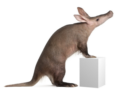 aardvark，orycteropus，16 岁，站在白色背景前