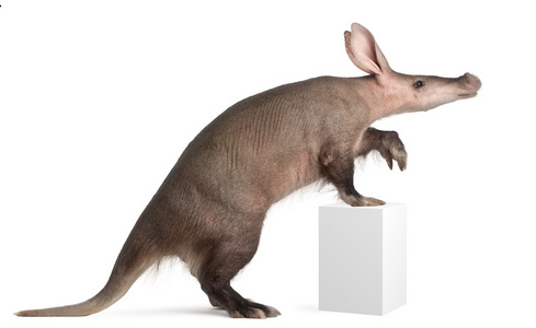 aardvark，orycteropus，16 岁，站在白色背景前