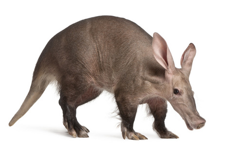 aardvark，orycteropus，16 岁，站在白色背景前