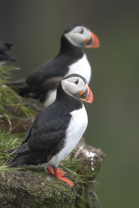 大西洋海雀或共同海雀，fratercula arctica，mykines，法罗群岛上