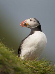 大西洋海雀或共同海雀，fratercula arctica，mykines，法罗群岛上