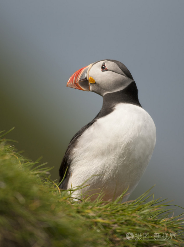 大西洋海雀或共同海雀,fratercula arctica,mykines,法罗群岛上