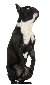 法国斗牛犬，18 个月大，坐在白色背景前