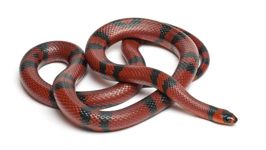 lampropeltis 座 hondurensis，在白色背景前的橘洪都拉斯奶蛇