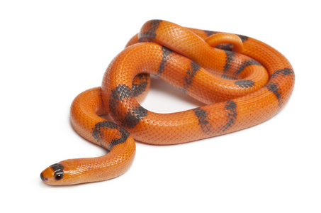 lampropeltis 座 hondurensis，在白色背景前三色反向洪都拉斯奶蛇