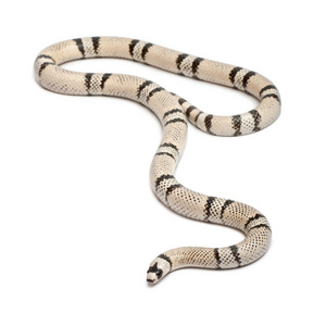 洪都拉斯奶蛇，lampropeltis 座 hondurensis，在白色背景前的鬼