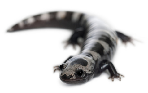 大理石的蝾螈，ambystoma opacum，在白色背景前