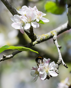 蜜蜂在花