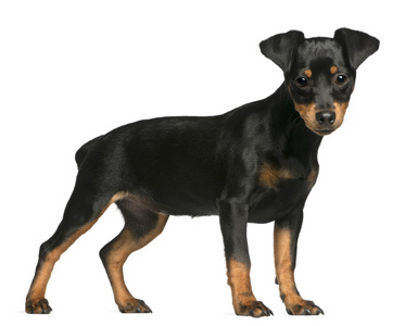 微型 pinscher 小狗，5 个月大，站在白色背景前