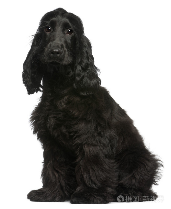 英国可卡犬的小狗5个月大坐在白色背景前
