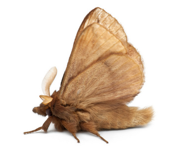 男性饮酒者，euthrix potatoria，一只飞蛾在白色背景前