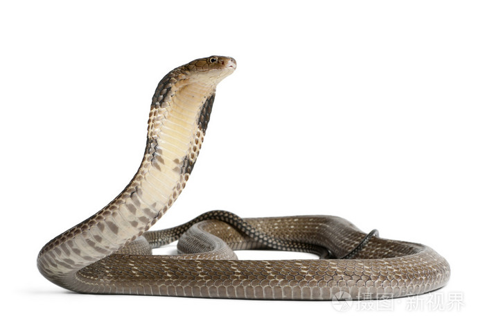 眼镜王蛇-ophiophagus hannah,有毒的白色背景