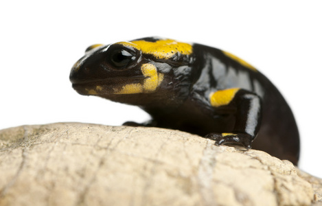 在岩石，salamandra salamandra，在白色背景上的火蝾螈