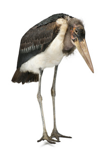 marabou 鹳，leptoptilos crumeniferus，1 岁，站在白色背景前