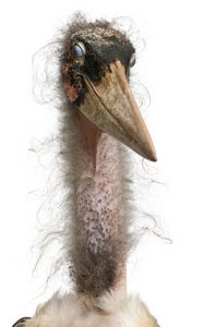 marabou 鹳，leptoptilos crumeniferus，1 岁，在白色背景前的肖像