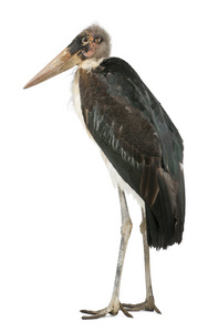 marabou 鹳，leptoptilos crumeniferus，1 岁，站在白色背景前