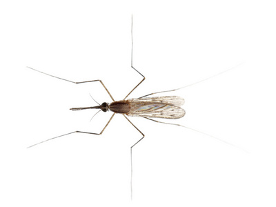 常见蚋，淡色库蚊，在白色背景前的高角度视图