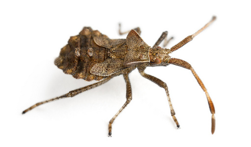 船坞的 bug coreus 与 壁球 bug，在白色背景前的物种