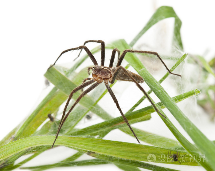 苗圃 web 蜘蛛,pisaura mirabillis,spiderling 在白色背景前的巢与