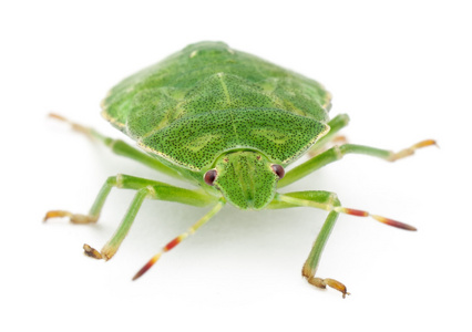 绿色盾牌 bug，palomena 藻，在白色背景前