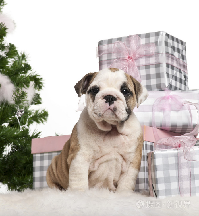 英国牛头犬小狗，2 个月大的坐在一起的圣诞树和在白色背景前的礼物