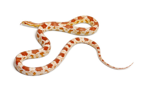 okkeetee 白化病反向玉米蛇或红色老鼠蛇，pantherophis guttatus，在白色背景前