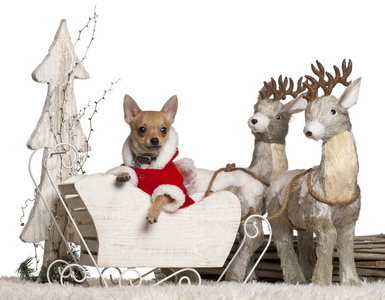 吉娃娃小狗，在白色背景前的 4 个月大，在圣诞雪橇