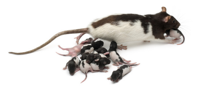花式大鼠照顾其婴儿在白色背景前的
