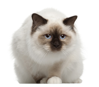 birman 猫，坐在白色背景前的肖像