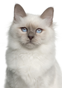 birman 猫，5 个月大，在白色背景前的肖像