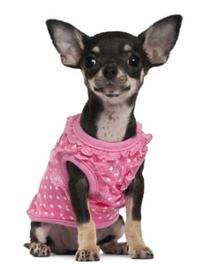 吉娃娃小狗身穿粉红色，4 个月大，坐在前面的白色背景