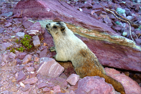 胡里马莫特Marmota Caligata